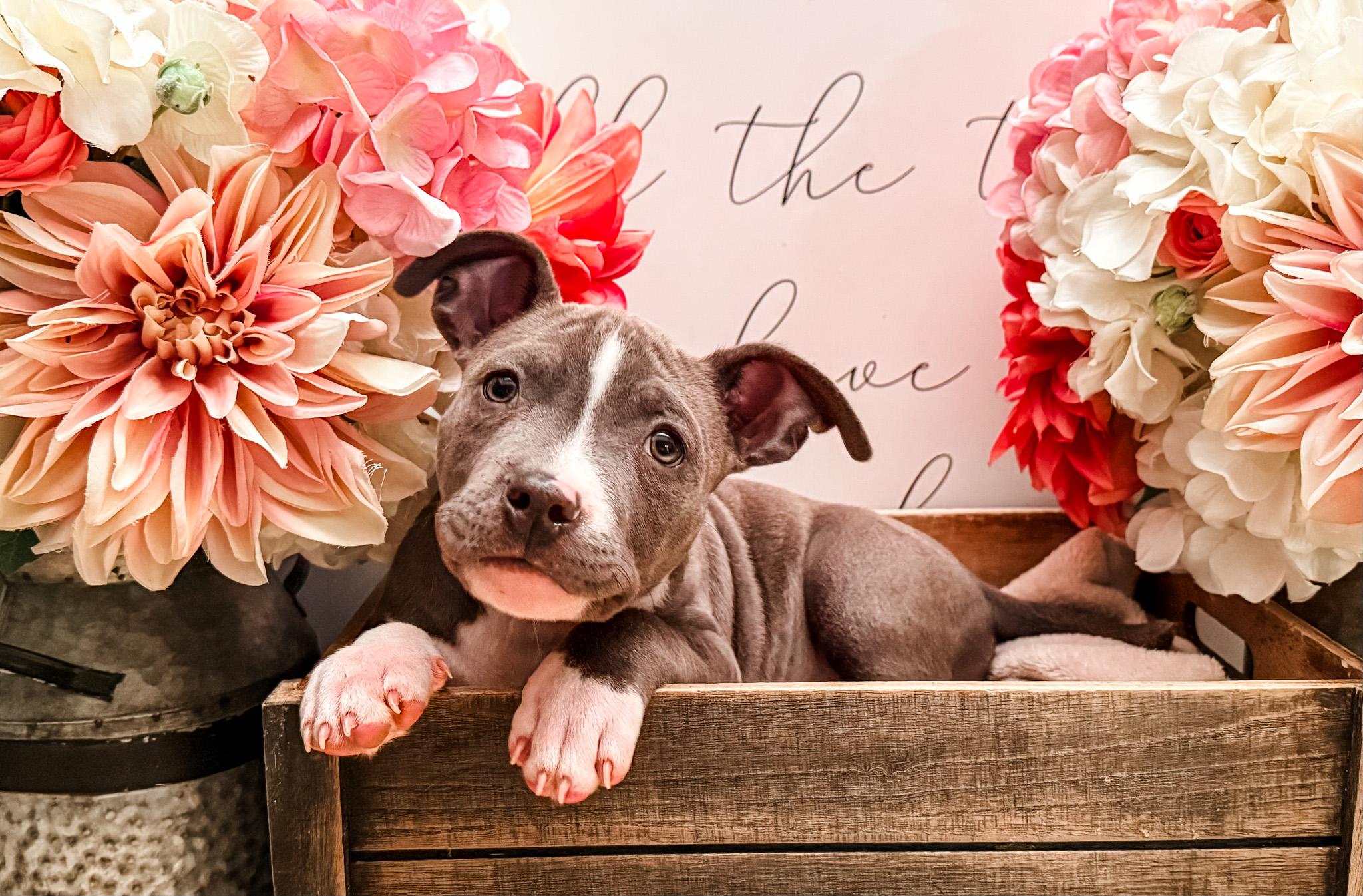 Sabbath, a Adoptable mixed breed in Newberg, OR image 3/4