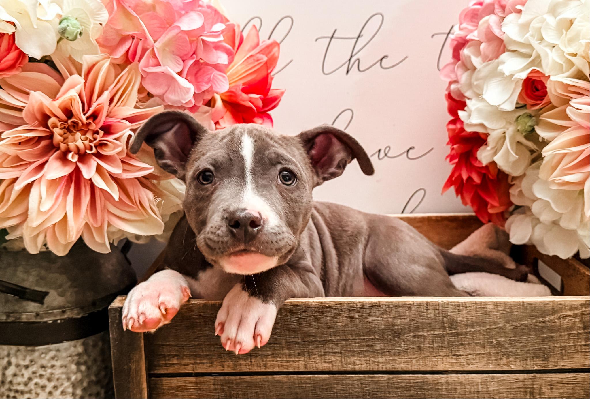 Sabbath, a Adoptable mixed breed in Newberg, OR image 4/4