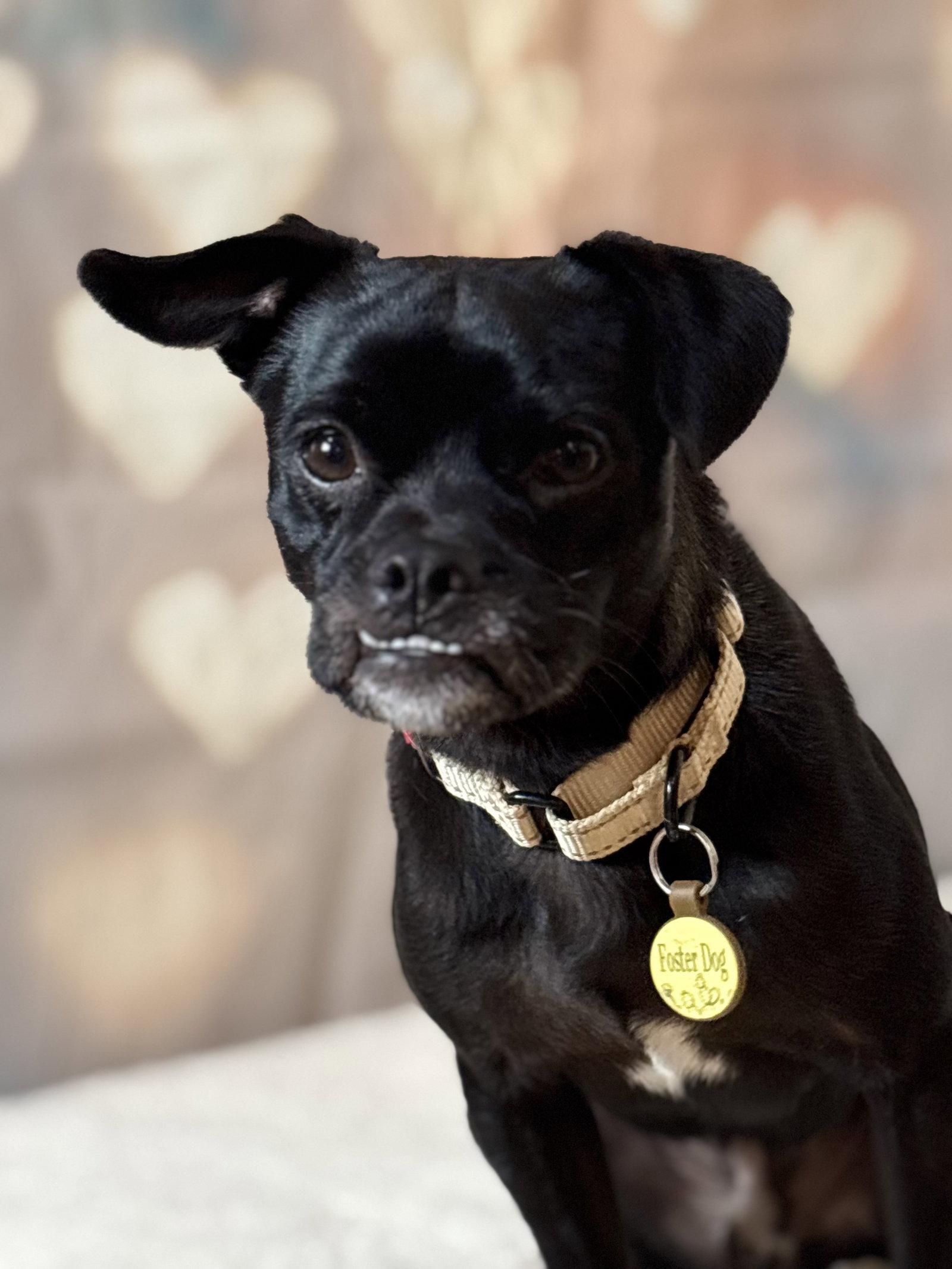 Leon, Adoptable, Young Male Pug.