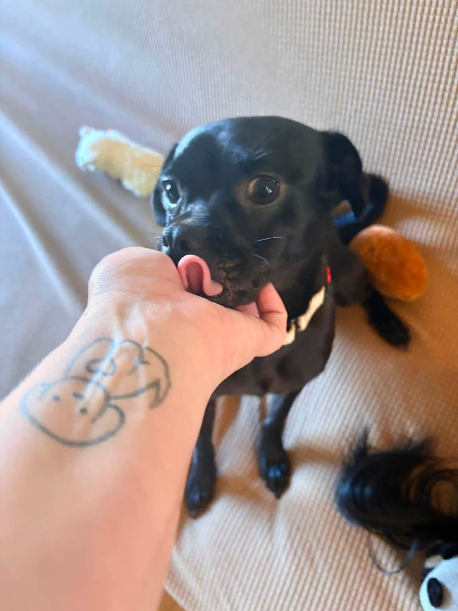 Enlarge Leon, a Adoptable Pug in New London, WI image 2/3