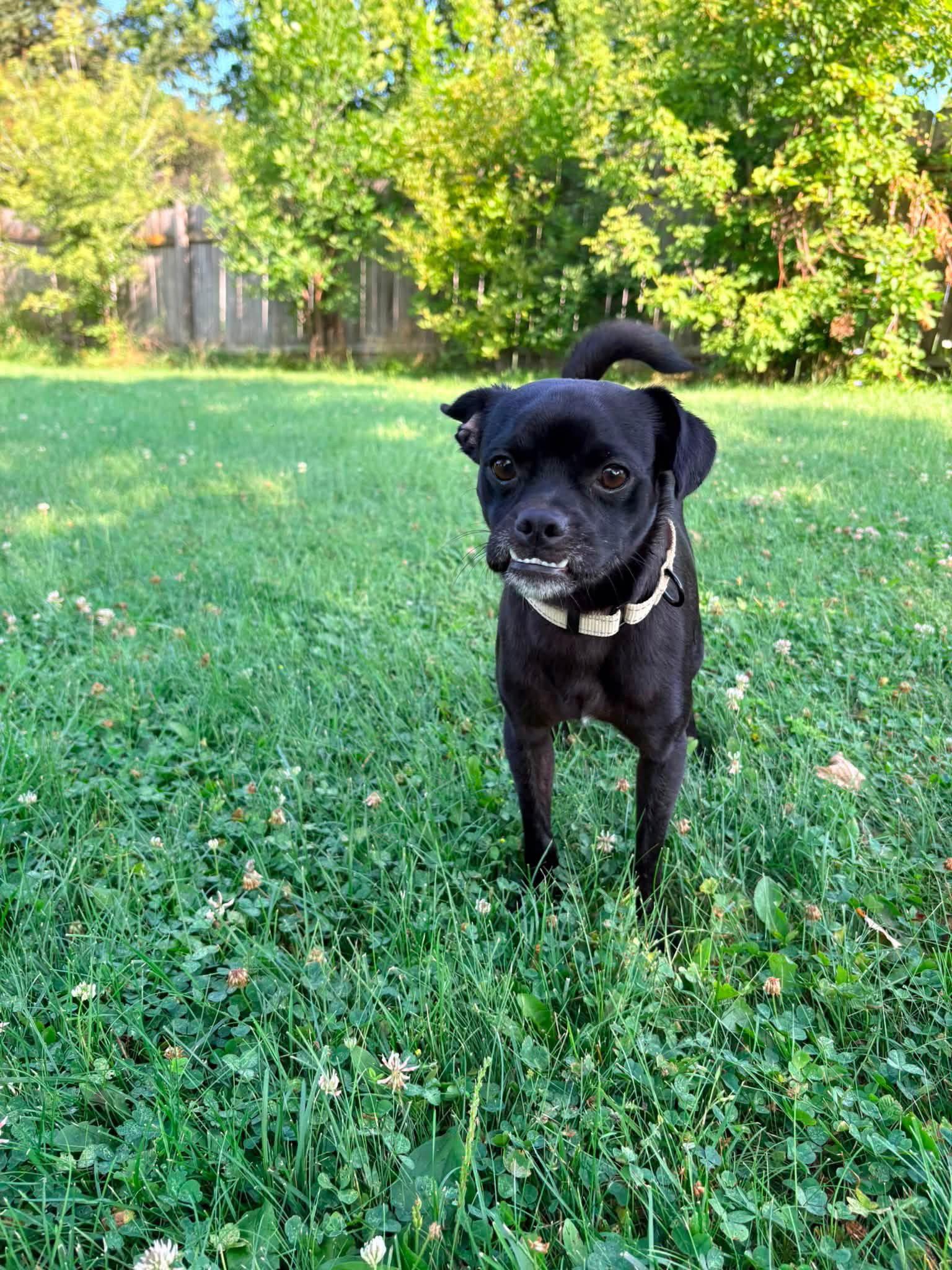 Enlarge Leon, a Adoptable Pug in New London, WI image 3/3