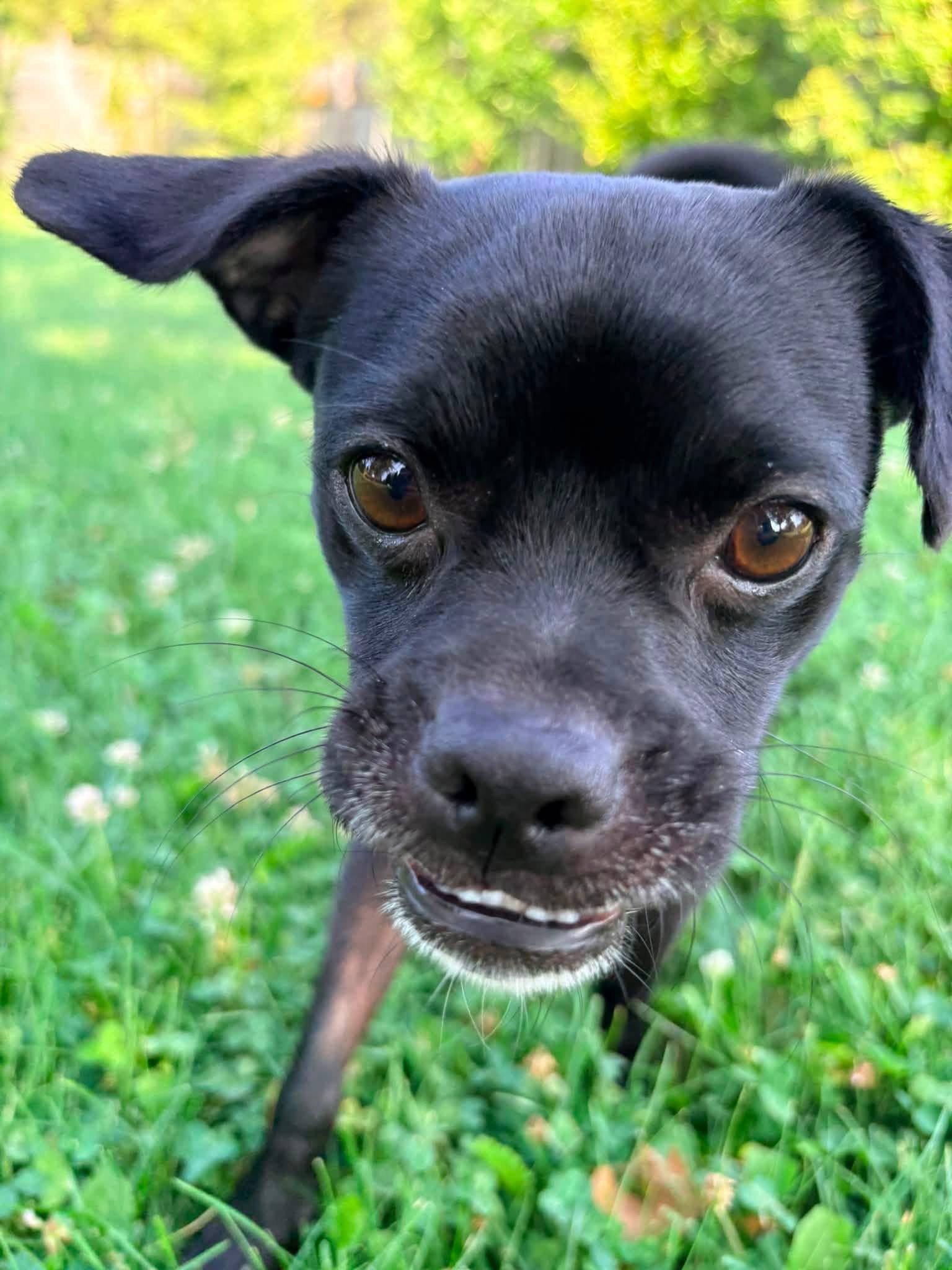 Leon, Adoptable, Young Male Pug.