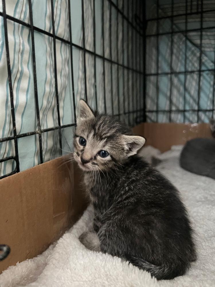 Meeny, Adoptable, Kitten Male Domestic Short Hair.