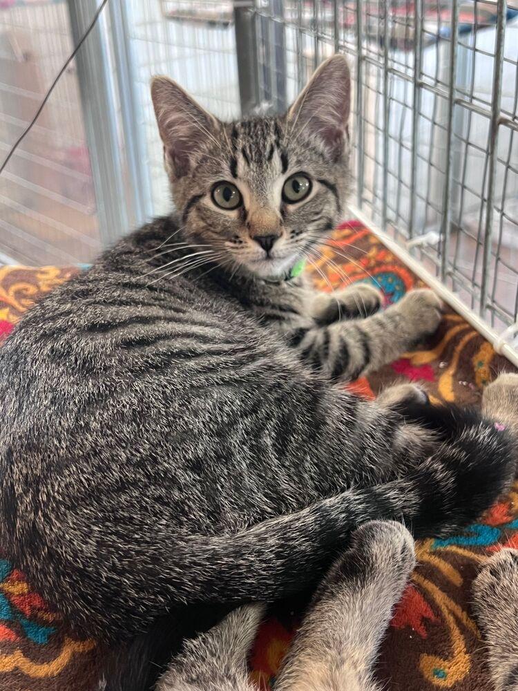 Enlarge Meeny, a Adoptable Domestic Short Hair in McPherson, KS image 2/3