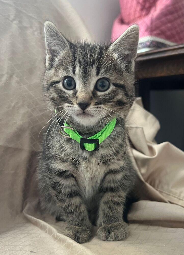 Meeny, a Adoptable Domestic Short Hair in McPherson, KS image 2/2
