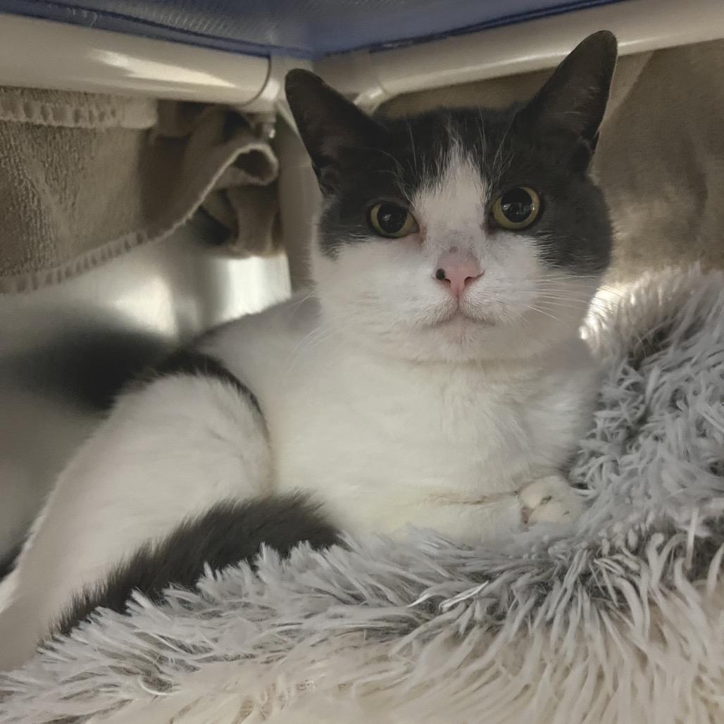 Lil Dumplin', Adoptable, Adult Female Domestic Short Hair.