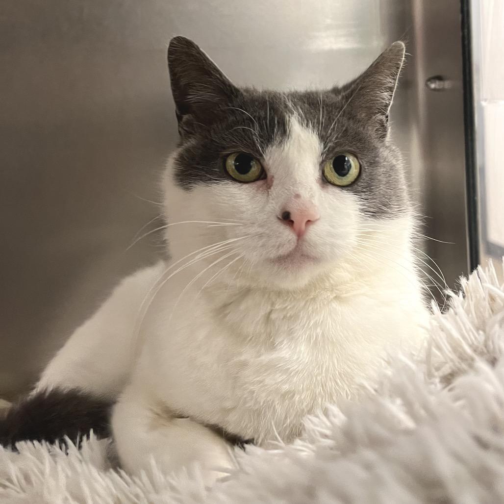 Enlarge Lil Dumplin', a Adoptable Domestic Short Hair in York, PA image 2/4