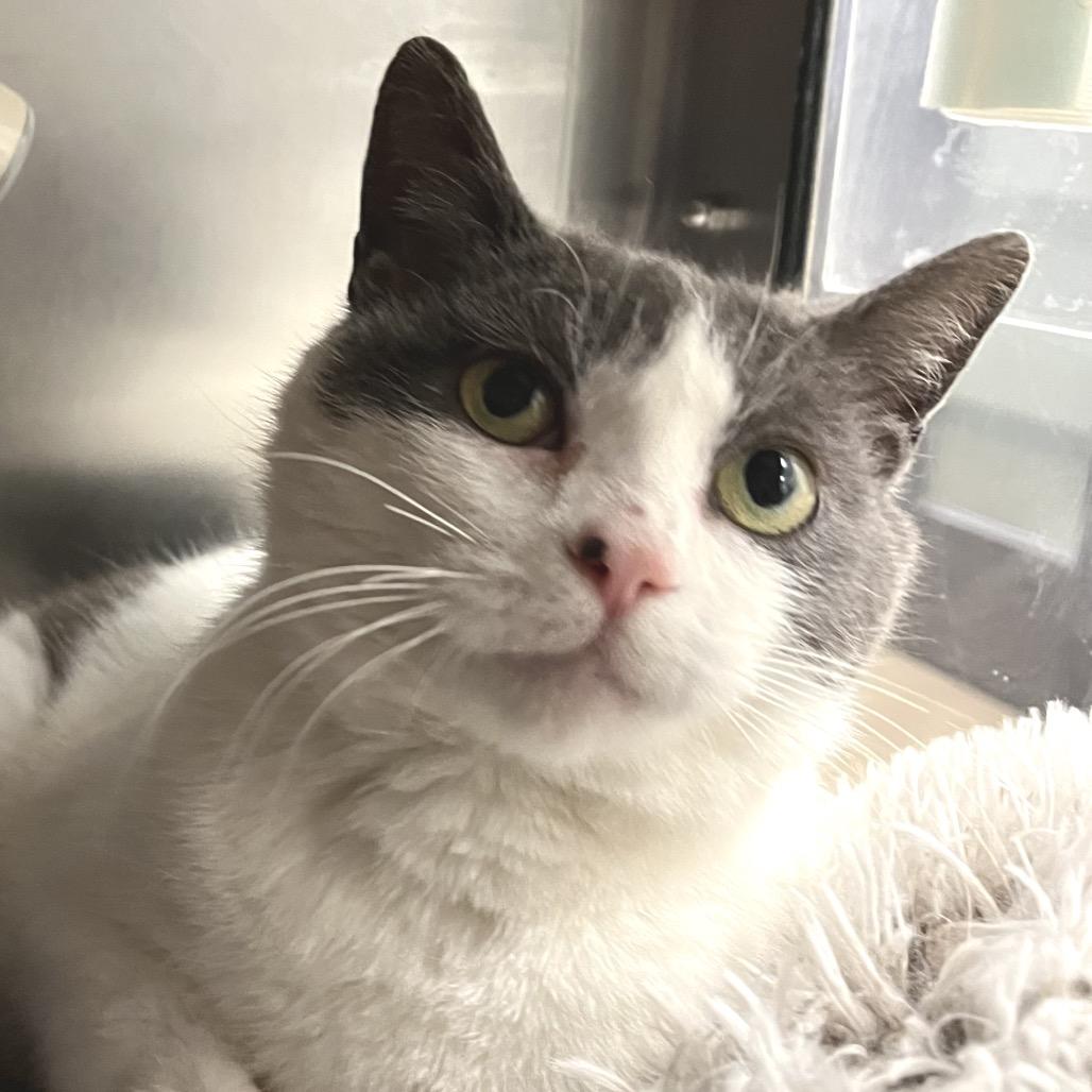 Enlarge Lil Dumplin', a Adoptable Domestic Short Hair in York, PA image 3/4