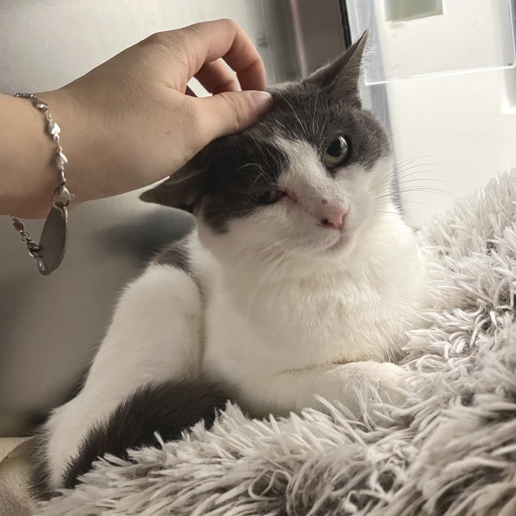 Enlarge Lil Dumplin', a Adoptable Domestic Short Hair in York, PA image 4/4