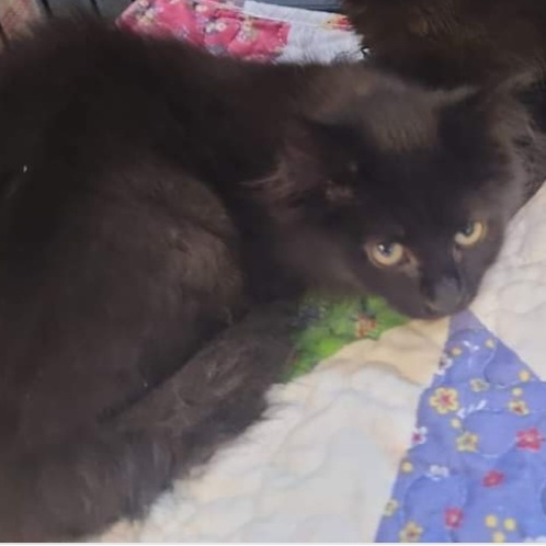 Elvira, an adopted Domestic Long Hair in Pennsville, NJ_image-1
