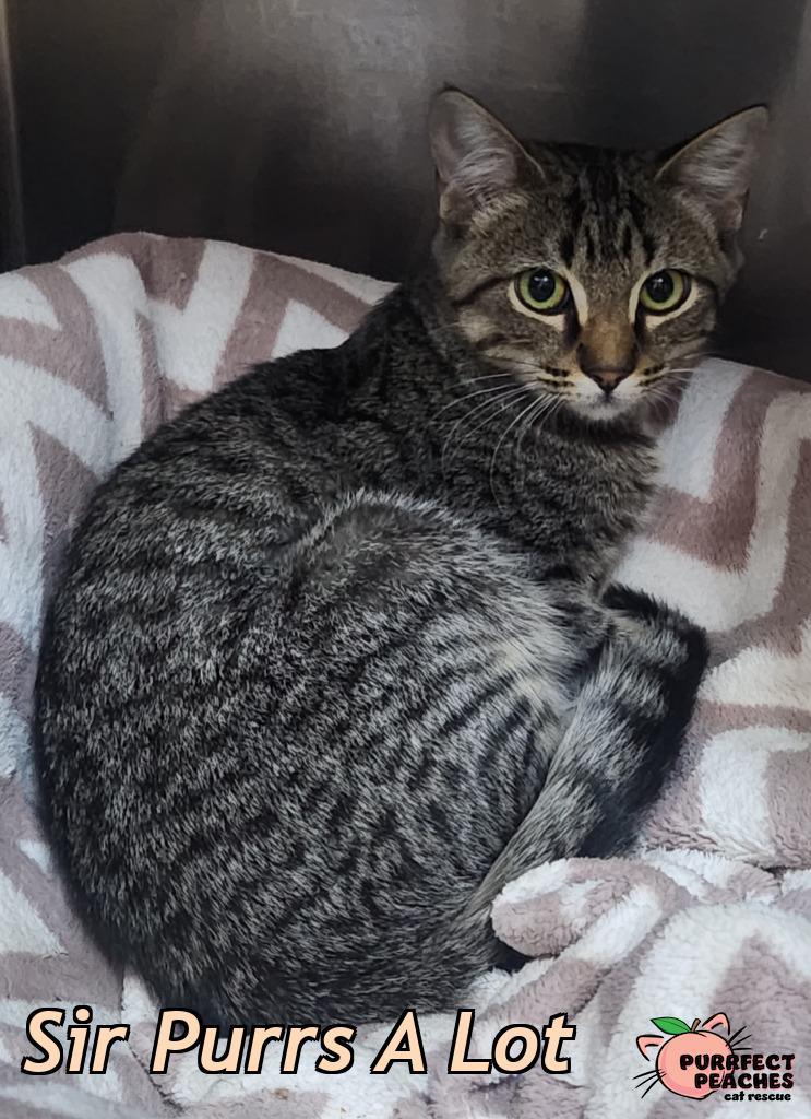 Sir Purrs A Lot, Adoptable, Kitten Male Domestic Short Hair.