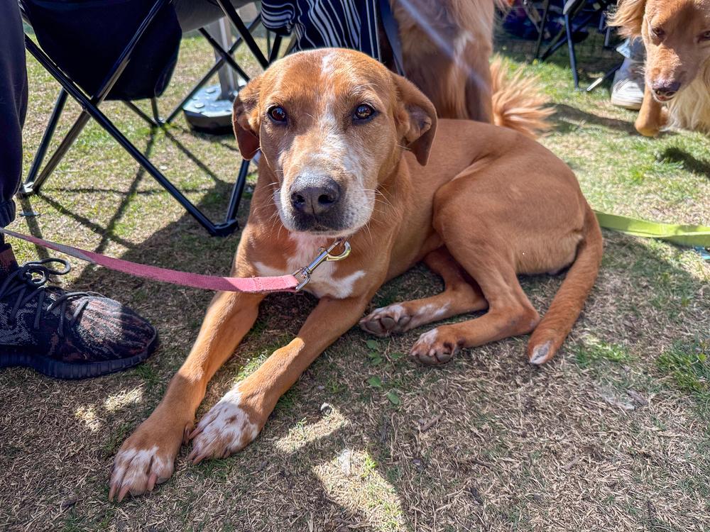 Fury, Adoptable, Adult Female Pointer & Labrador Retriever.