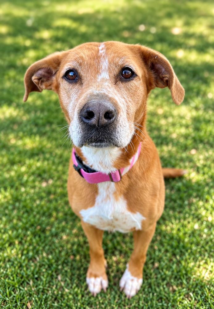 Enlarge Fury, a Adoptable mixed breed in Jamul, CA image 2/6