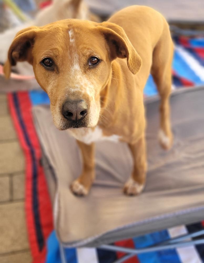 Fury, Adoptable, Adult Female Pointer & Labrador Retriever.