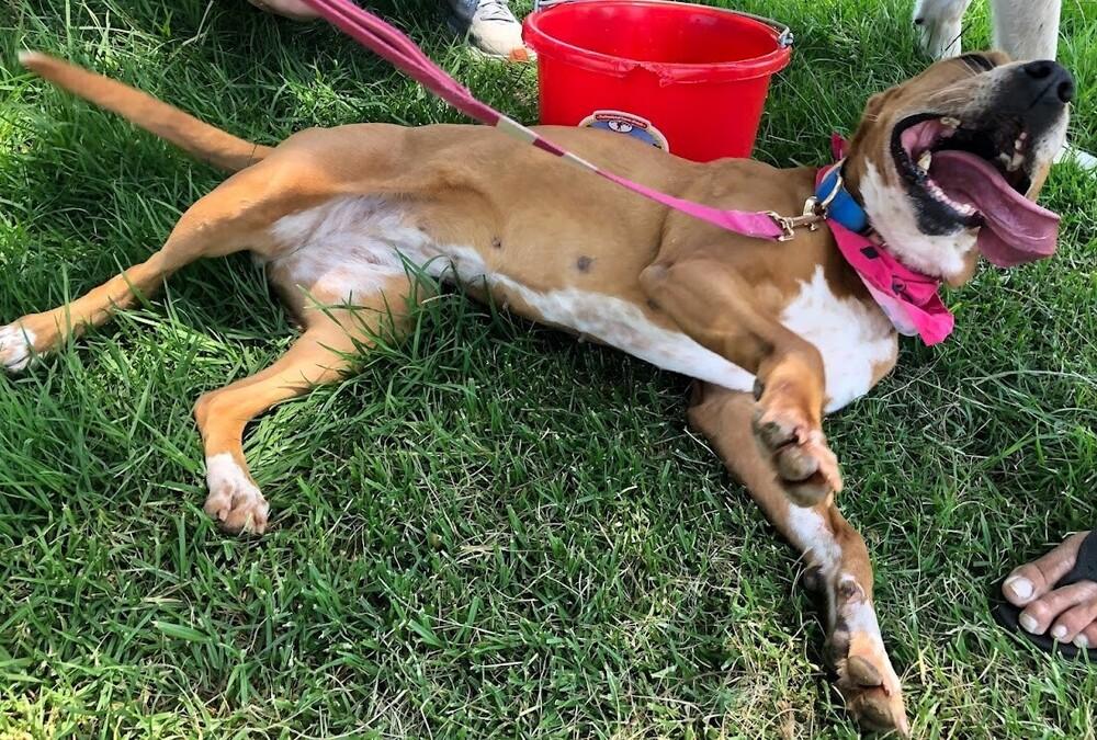 Enlarge Fury, a Adoptable mixed breed in Jamul, CA image 3/6