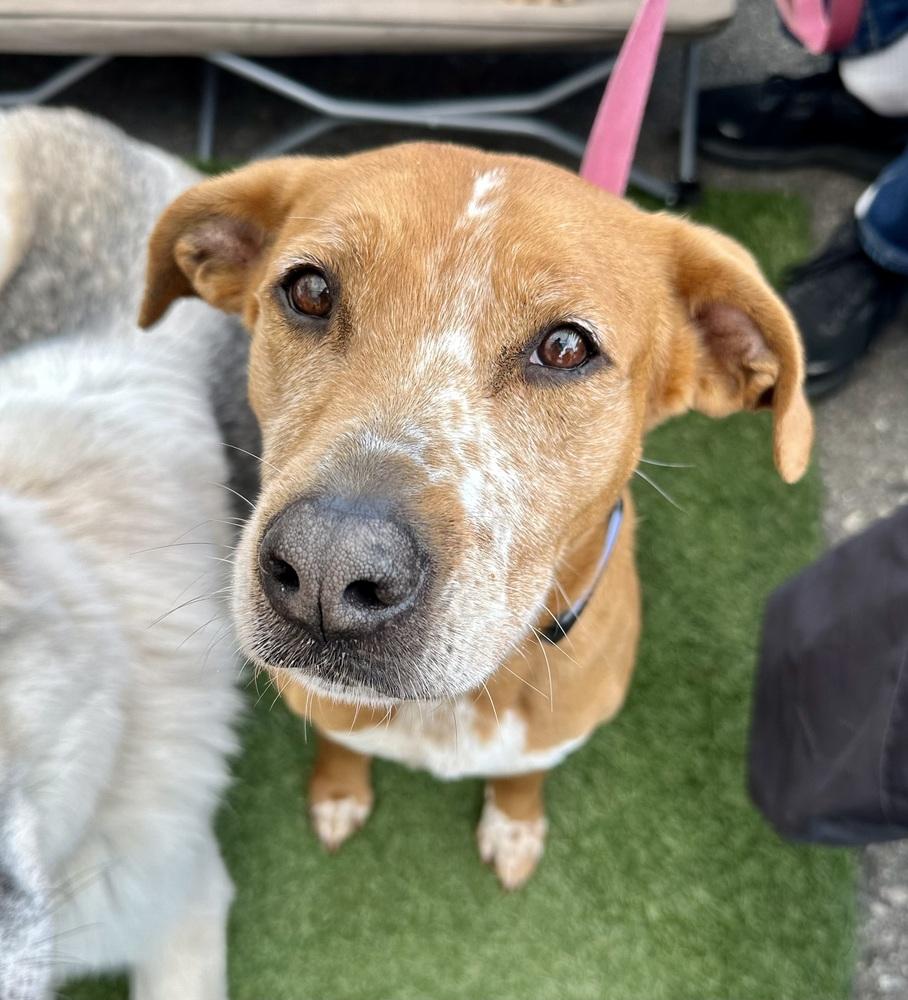 Enlarge Fury, a Adoptable mixed breed in Jamul, CA image 3/6
