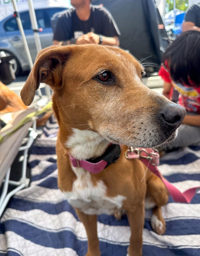 Enlarge Fury, a Adoptable mixed breed in Jamul, CA image 5/6