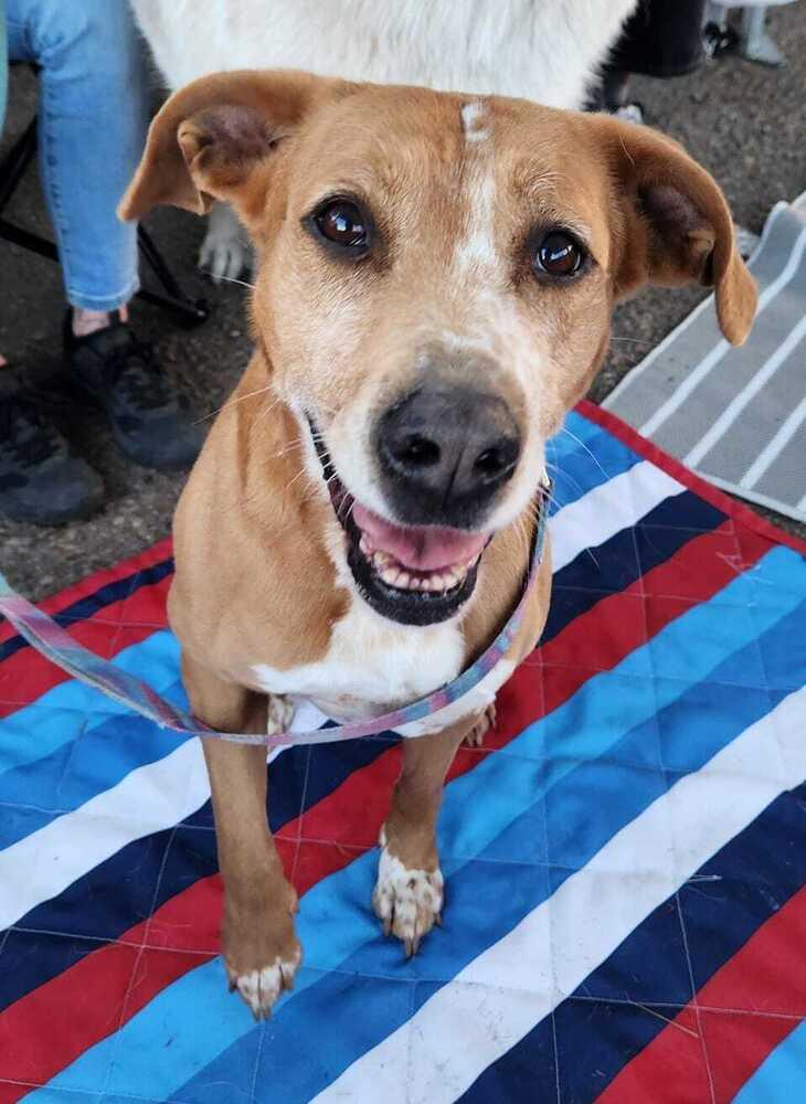 Enlarge Fury, a Adoptable mixed breed in Jamul, CA image 4/6