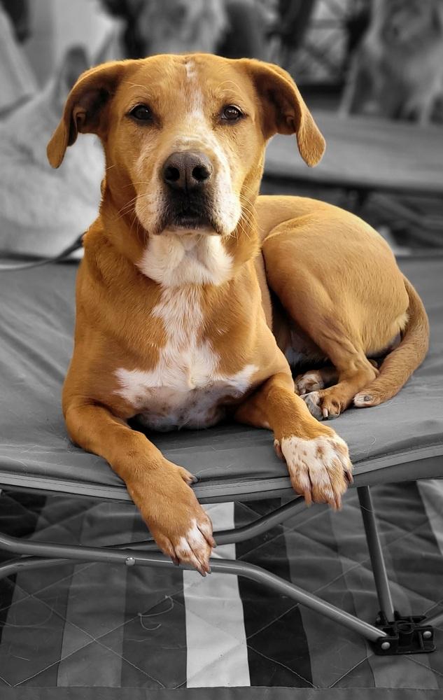 Enlarge Fury, a Adoptable mixed breed in Jamul, CA image 5/6