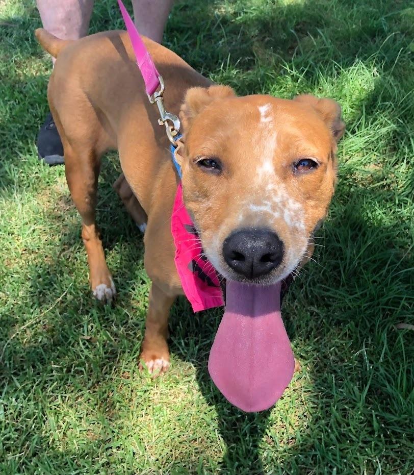 Fury, Adoptable, Adult Female Pointer & Labrador Retriever.