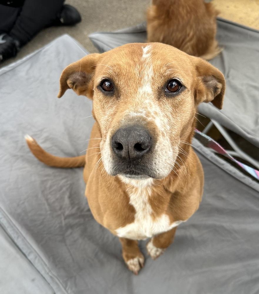 Enlarge Fury, a Adoptable mixed breed in Jamul, CA image 6/6