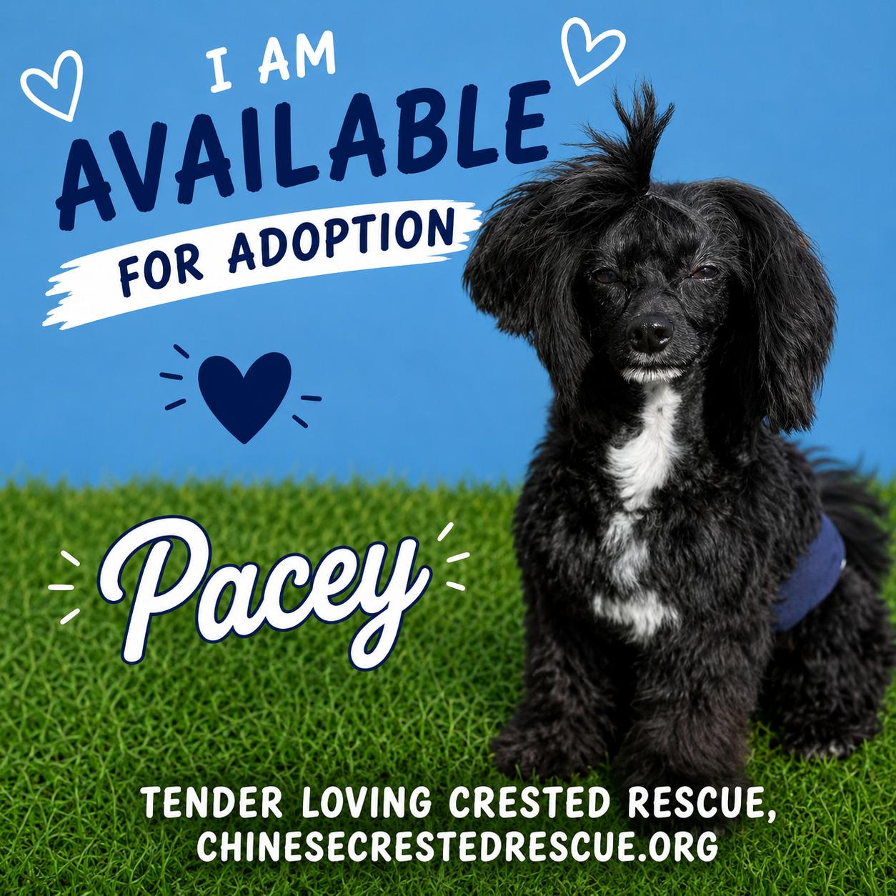 Pacey, adopted, Young Male Chinese Crested Dog.