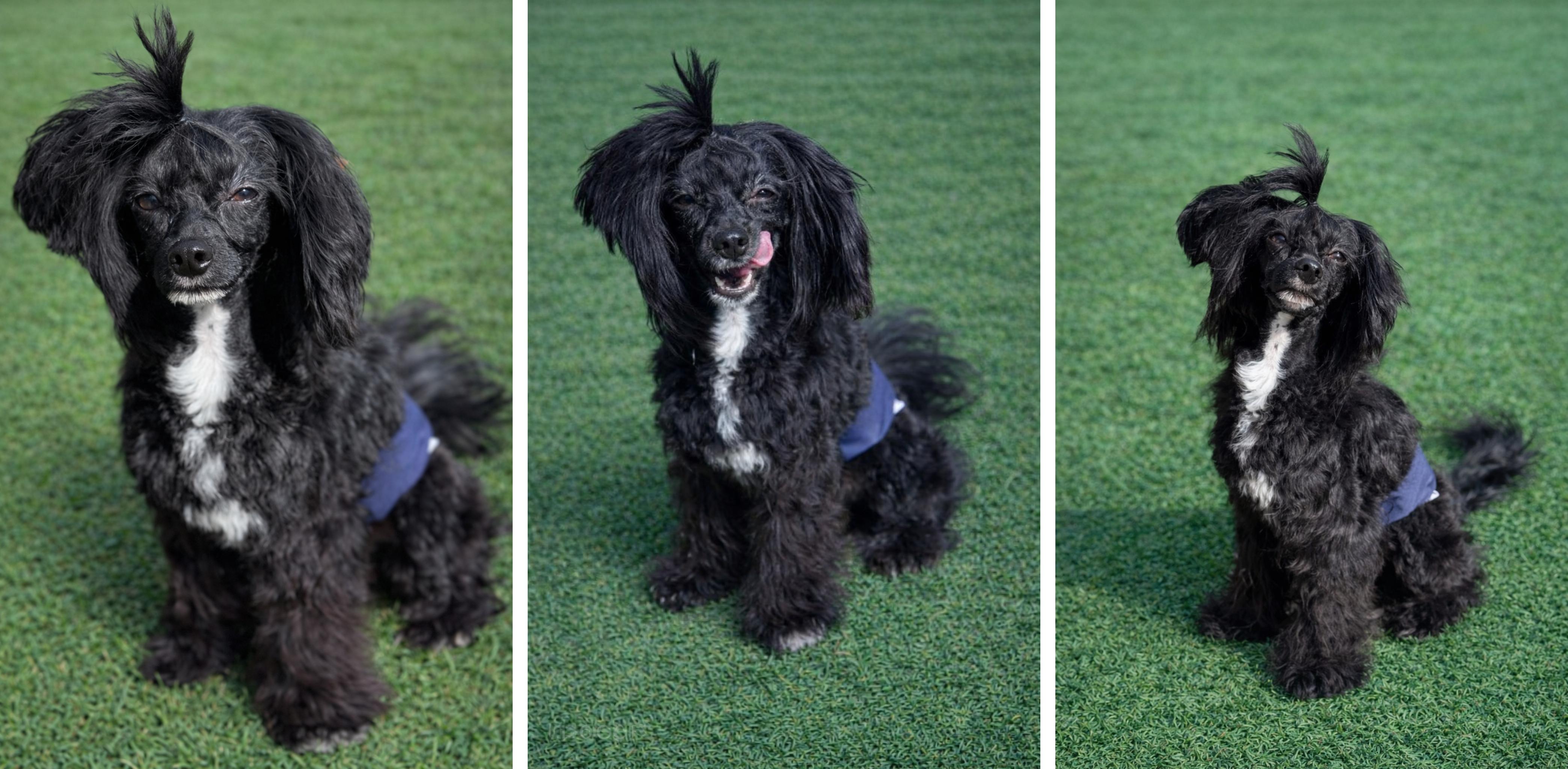 Enlarge Pacey, a ADOPTABLE Chinese Crested Dog in Houston, TX image 4/5