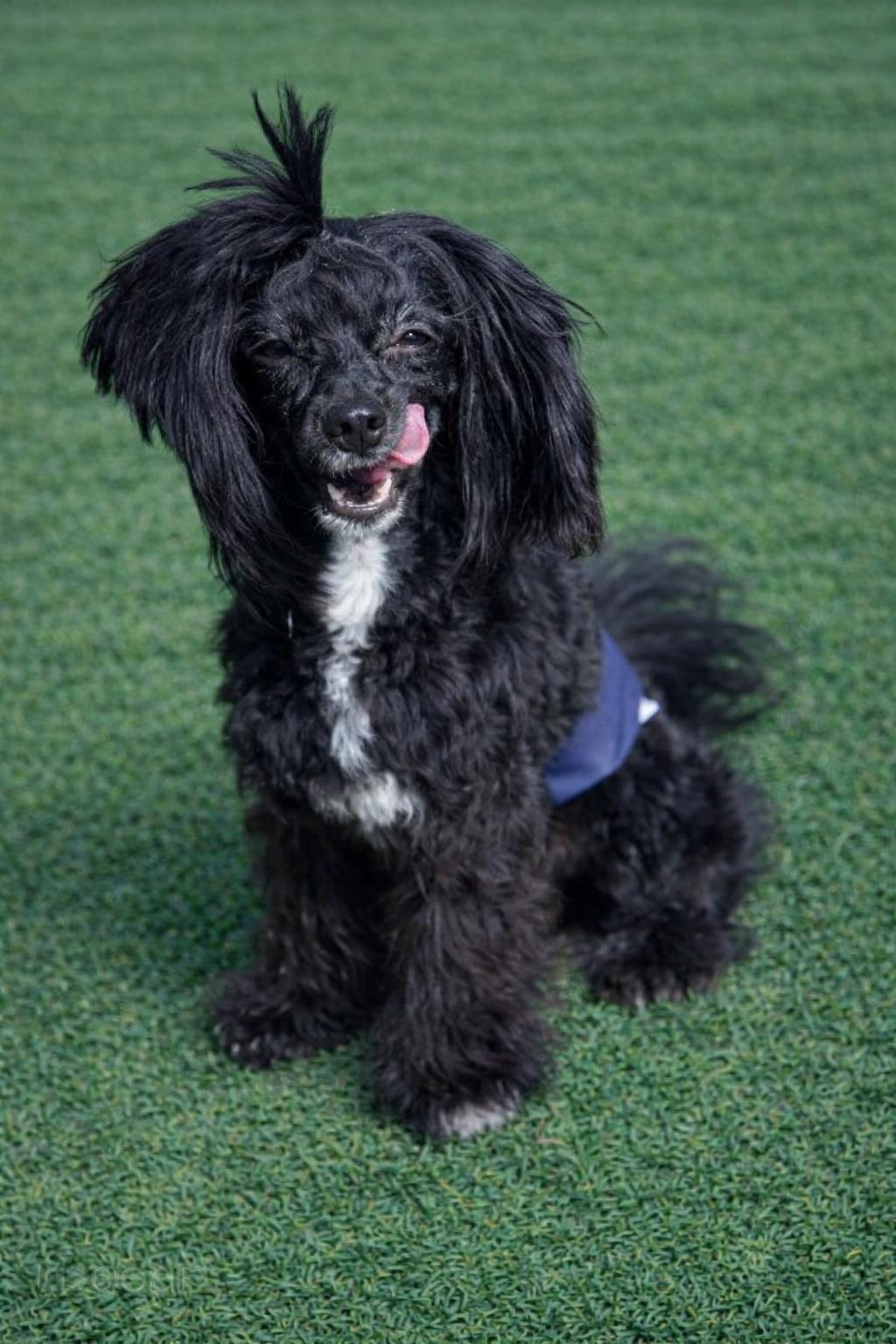 Enlarge Pacey, a ADOPTABLE Chinese Crested Dog in Houston, TX image 2/5
