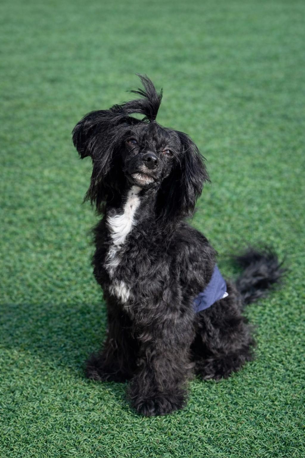 Enlarge Pacey, a ADOPTABLE Chinese Crested Dog in Houston, TX image 3/5