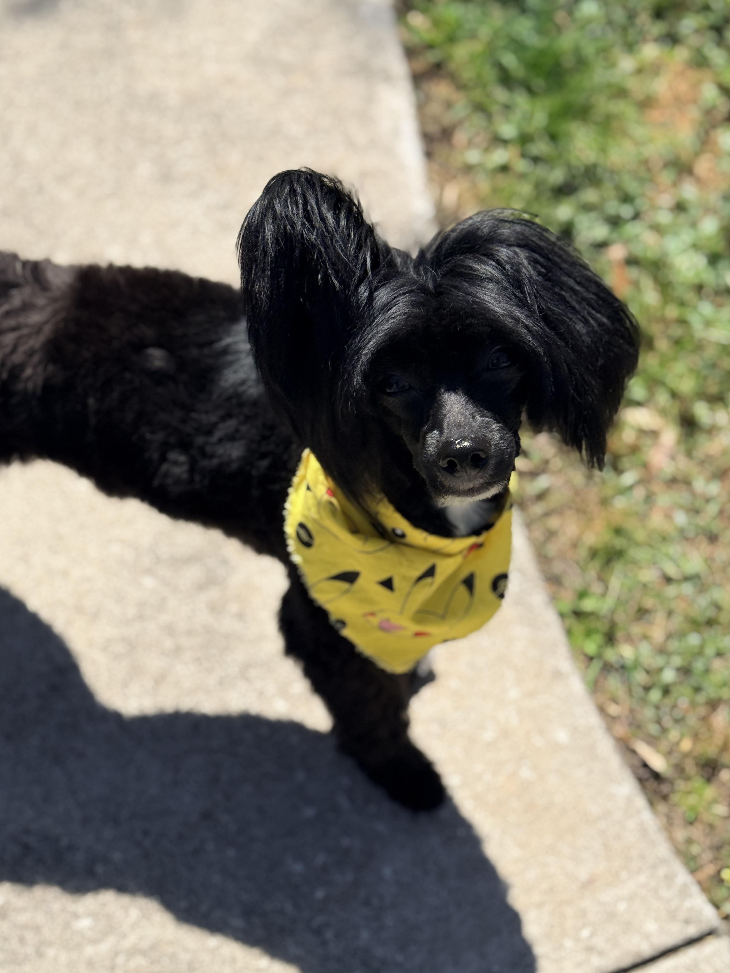 Enlarge Pacey, a ADOPTABLE Chinese Crested Dog in Houston, TX image 5/5