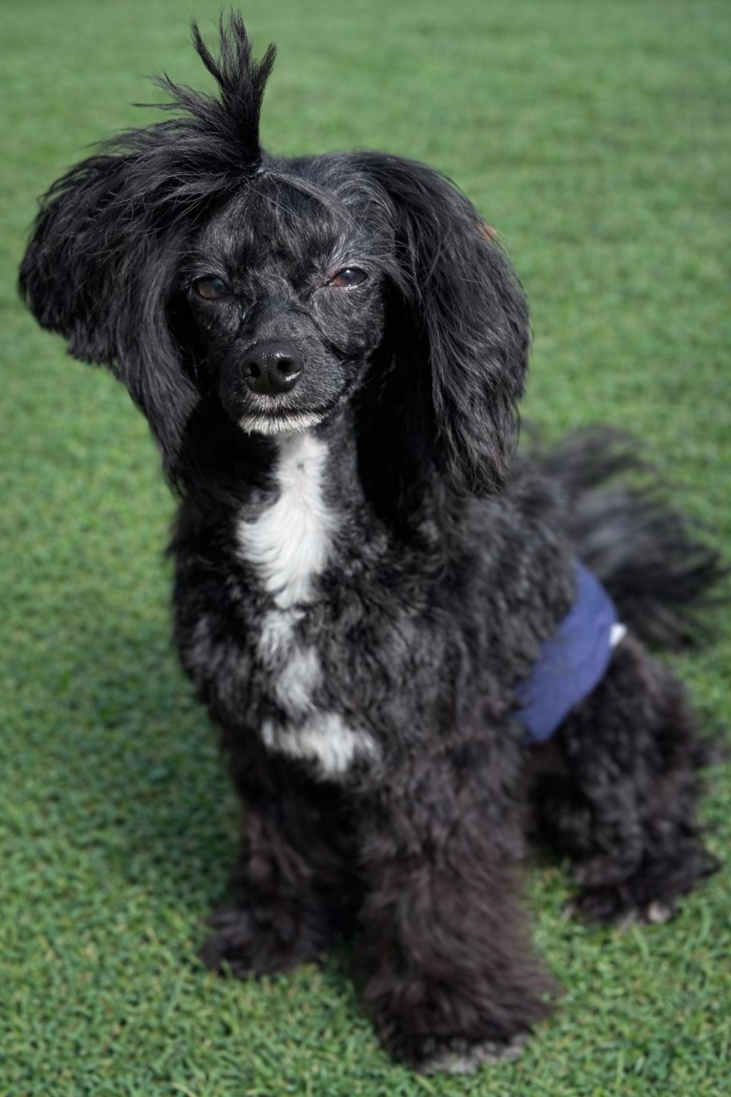 Pacey, ADOPTABLE, Young Male Chinese Crested Dog.