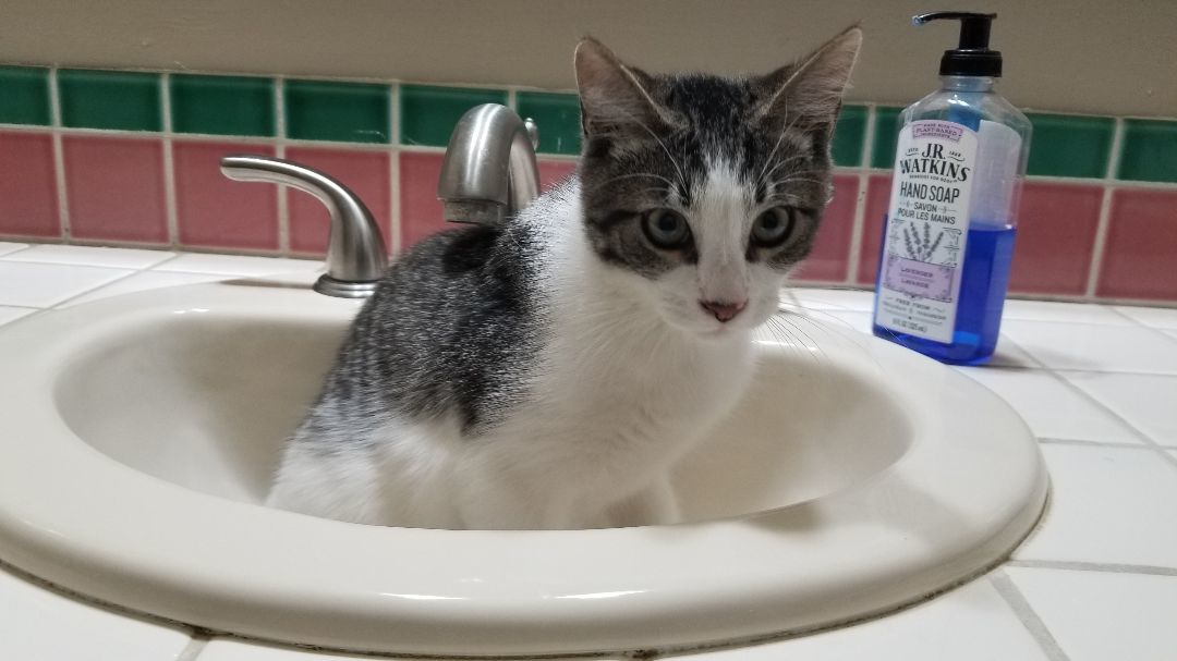 Maverick, Adoptable, Adult Male Domestic Short Hair.