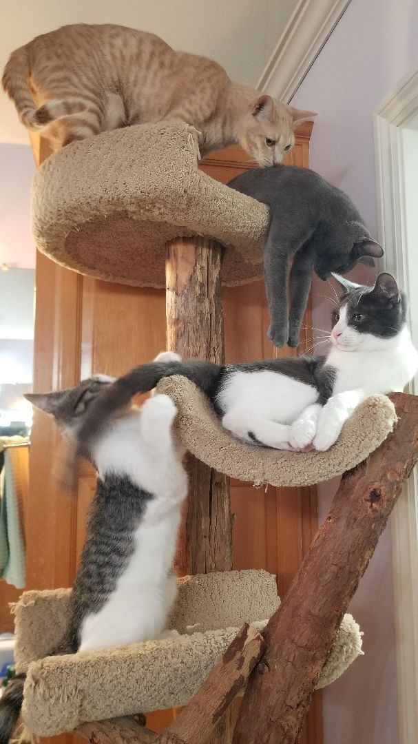 Maverick, a Adoptable Domestic Short Hair in Valley Center, CA image 2/4