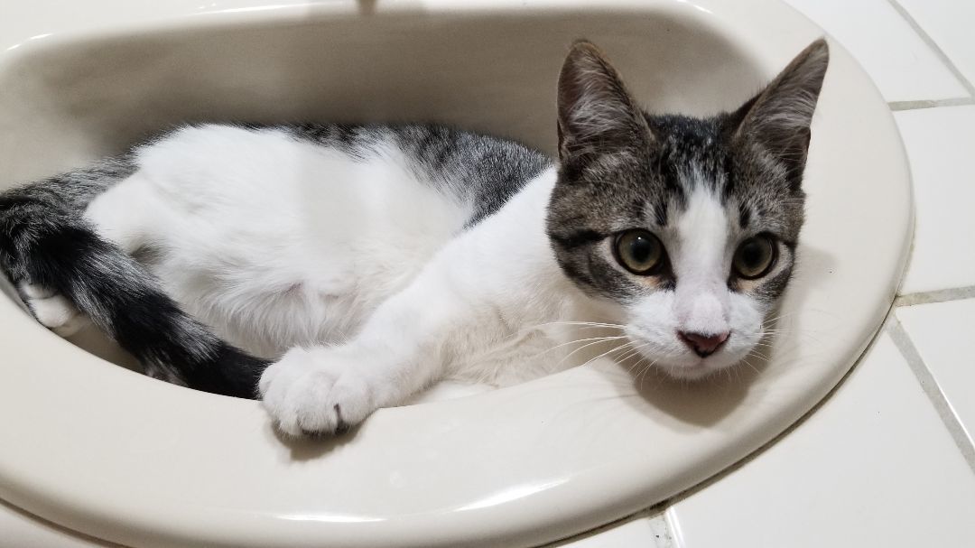 Maverick, Adoptable, Adult Male Domestic Short Hair.