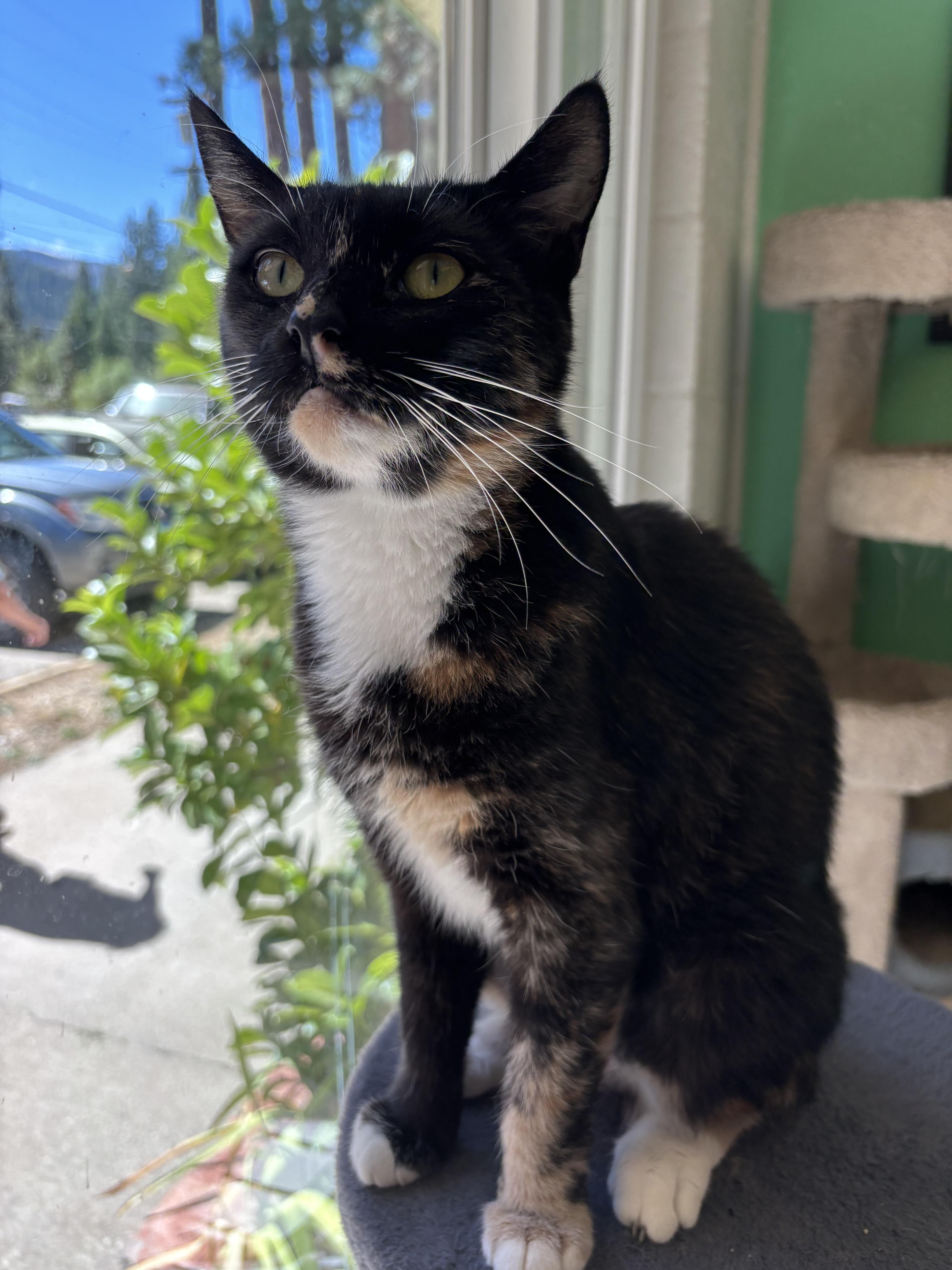 Michaiah, Adoptable, Young Female Domestic Short Hair.