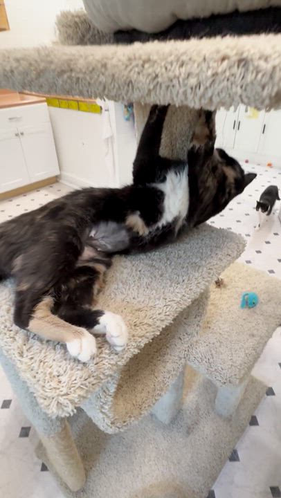 Enlarge Michaiah, a Adopted Domestic Short Hair in Quincy, CA video 2/2