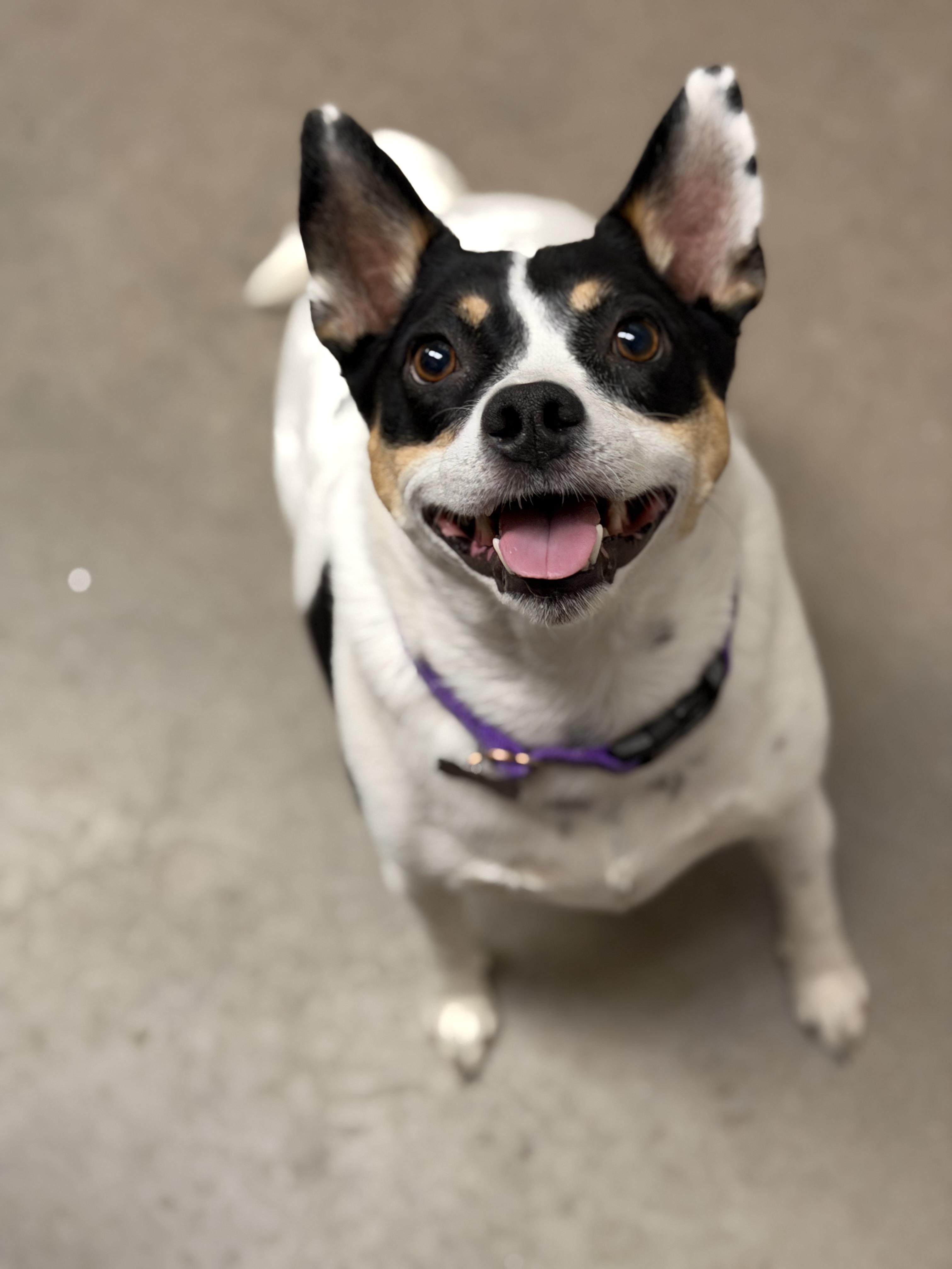 Baby Girl, adopted, Adult Female Rat Terrier.