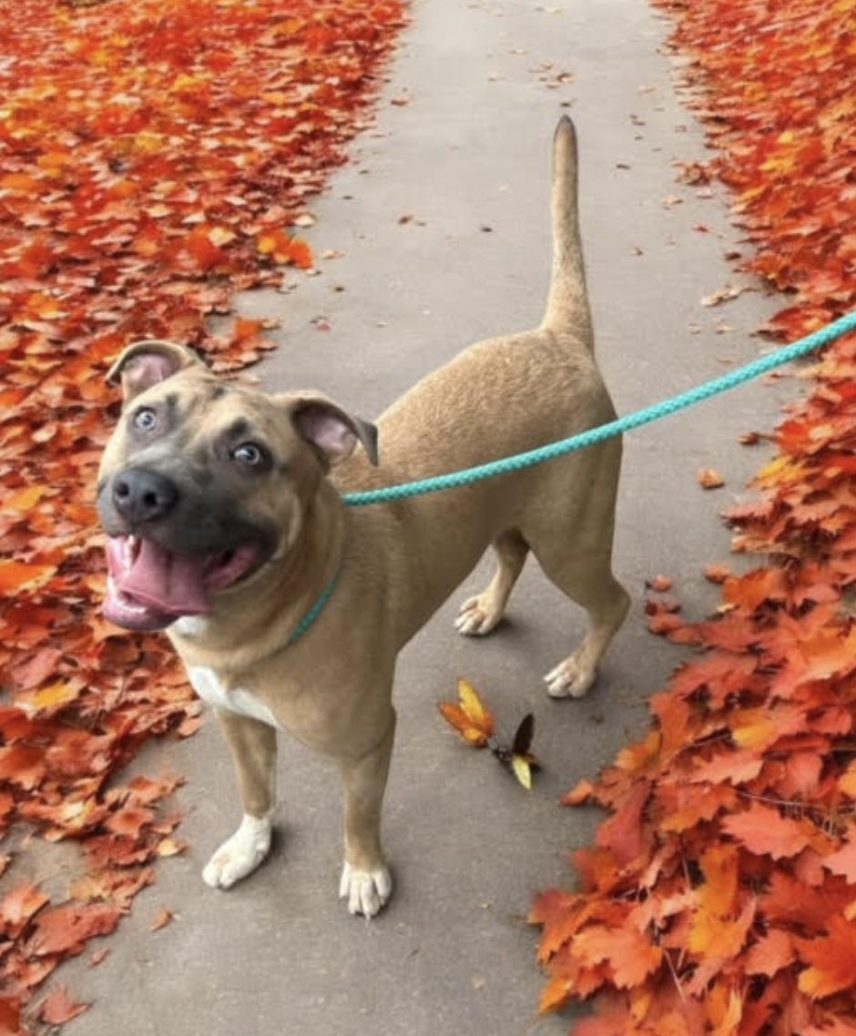 Enlarge Donovan, a Adoptable mixed breed in Woburn, MA image 3/5