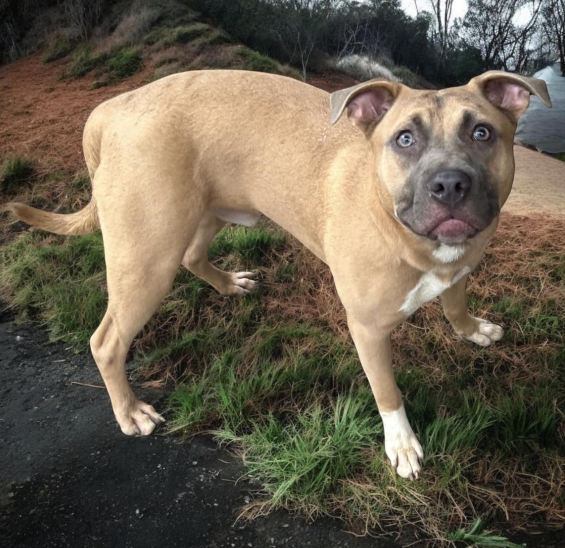 Enlarge Donovan, a Adoptable mixed breed in Woburn, MA image 5/5