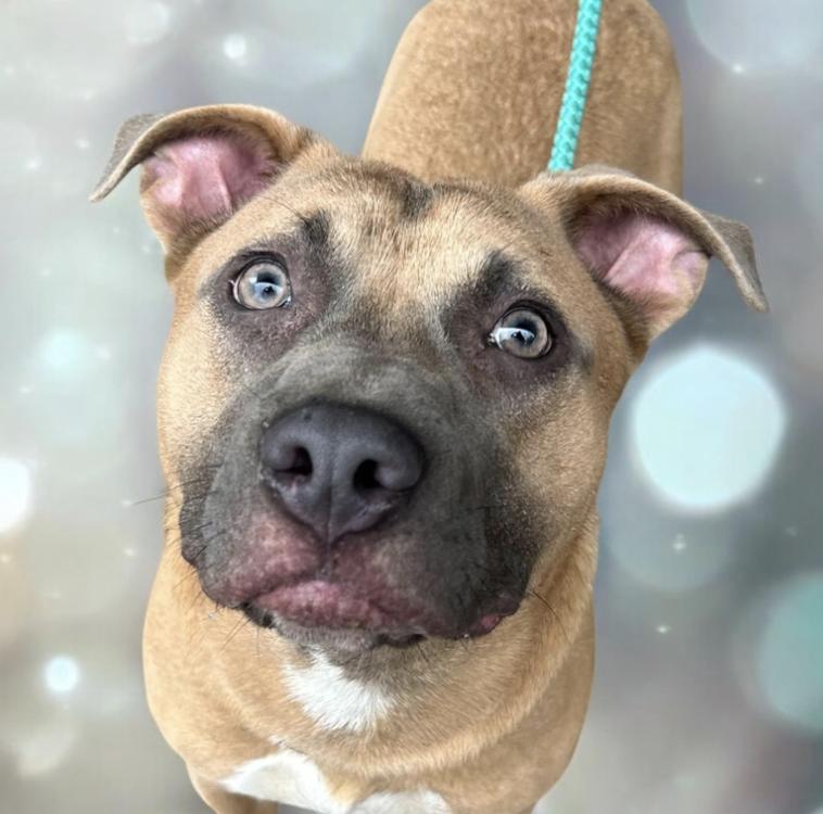 Enlarge Donovan, a Adoptable mixed breed in Woburn, MA image 1/5