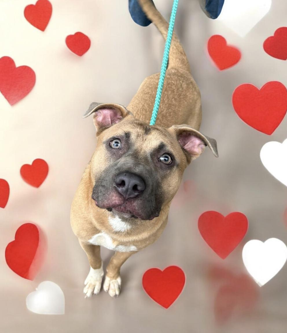 Enlarge Donovan, a Adoptable mixed breed in Woburn, MA image 2/5