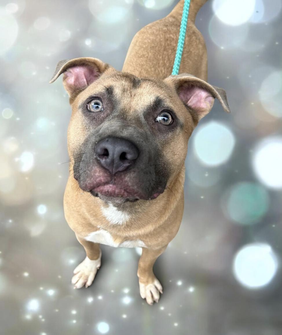 Enlarge Donovan, a Adoptable mixed breed in Woburn, MA image 4/5