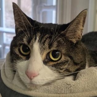 Piper, adopted, Adult Female Domestic Short Hair.