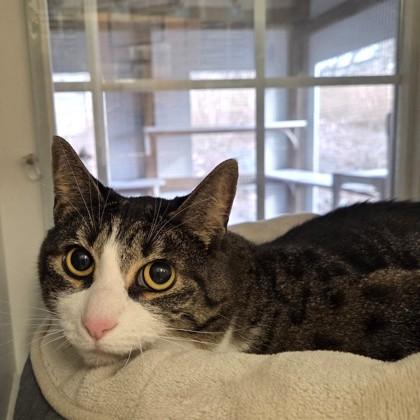 Enlarge Piper, an adopted Domestic Short Hair in Phoenixville, PA image 2/2