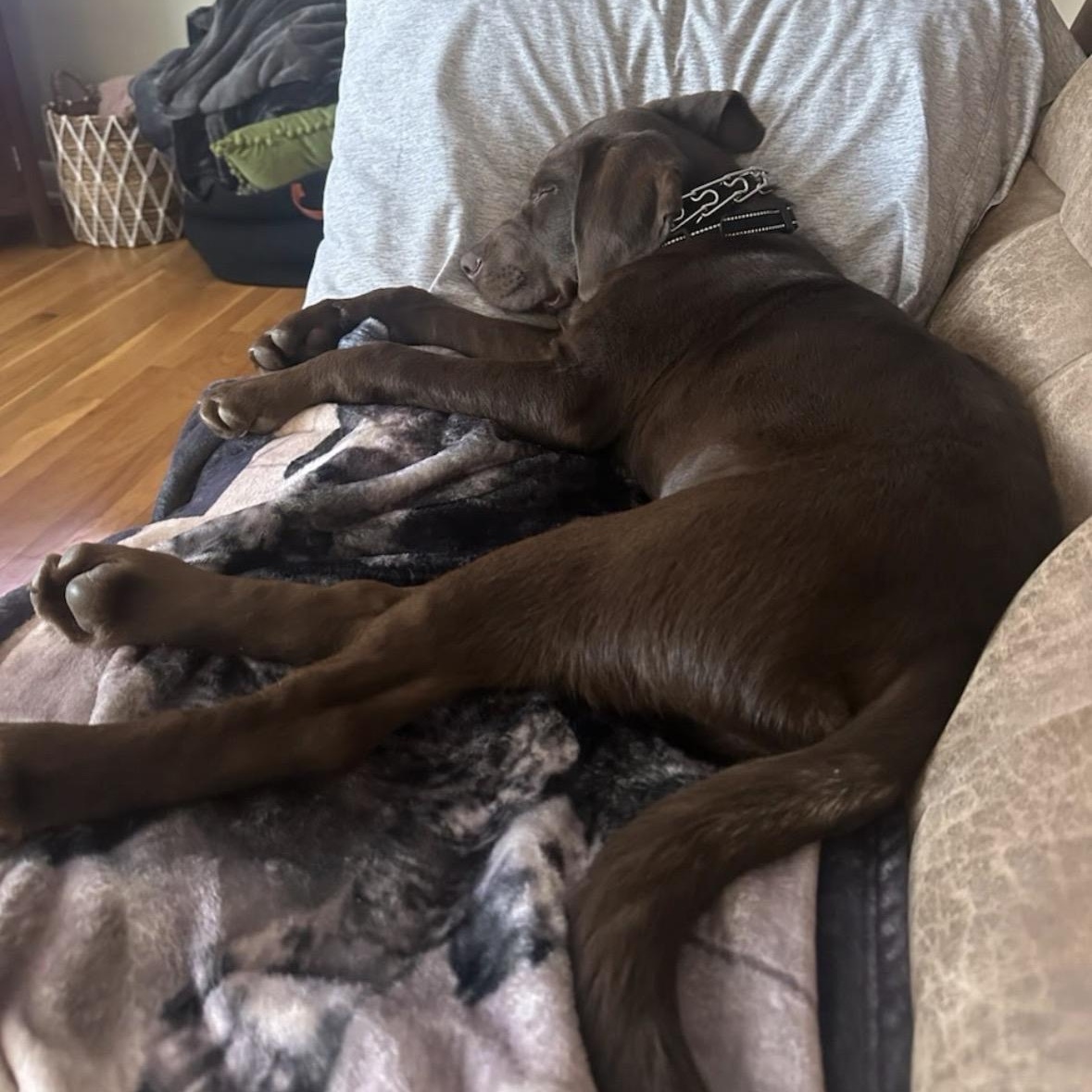 PL S READ BEFORE YOU APPLY: Bentley, 5 mo old choc lab - no kidding., an adopted Chocolate Labrador Retriever in Clifton, NJ image 3/4