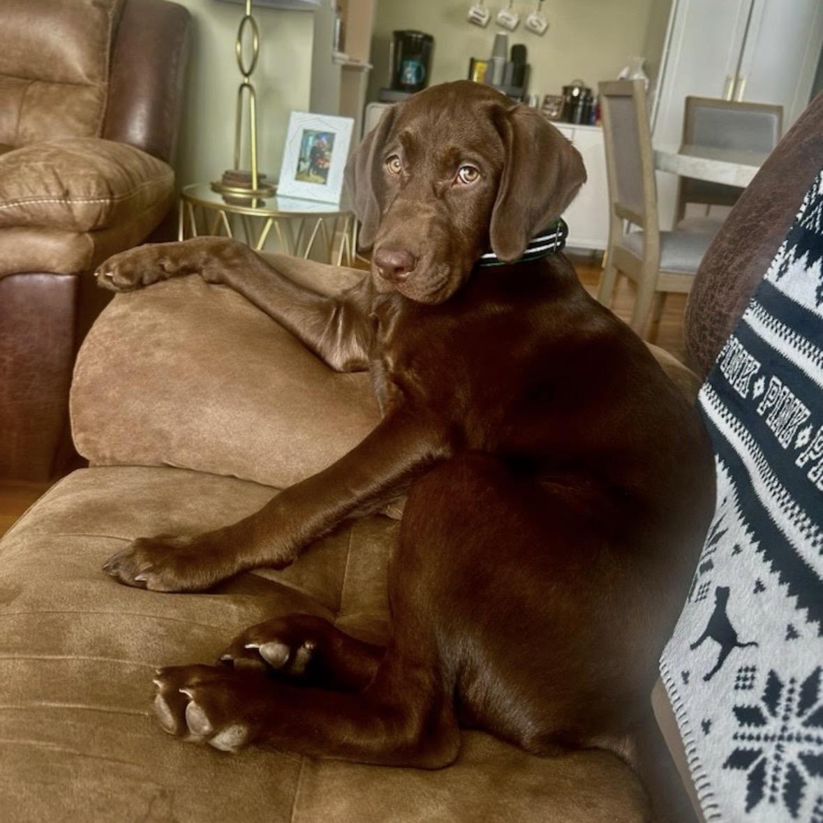PL S READ BEFORE YOU APPLY: Bentley, 5 mo old choc lab - no kidding., an adopted Chocolate Labrador Retriever in Clifton, NJ image 2/4