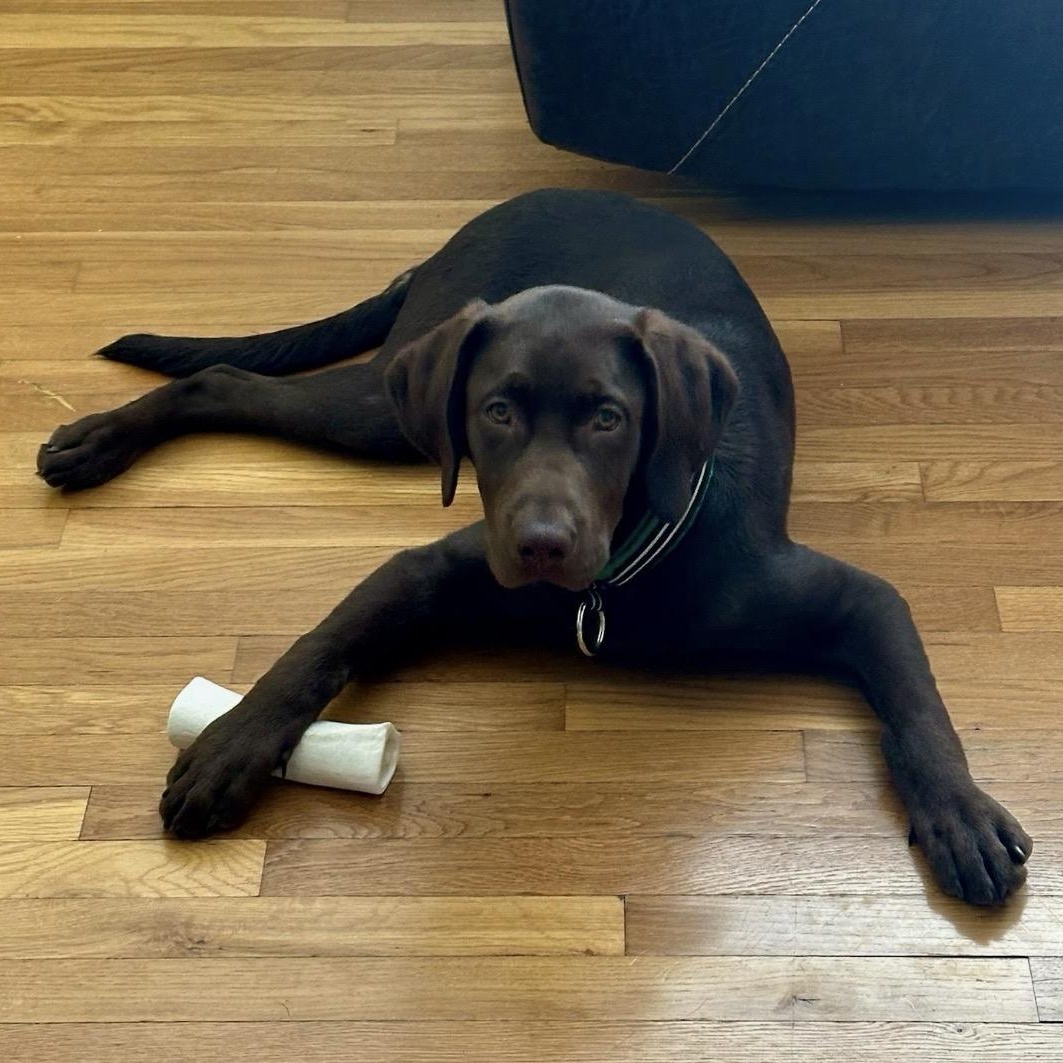 PL S READ BEFORE YOU APPLY: Bentley, 5 mo old choc lab - no kidding., adopted, Young Male Chocolate Labrador Retriever.