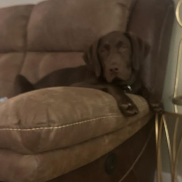 PL S READ BEFORE YOU APPLY: Bentley, 5 mo old choc lab - no kidding., an adopted Chocolate Labrador Retriever in Clifton, NJ image 4/4