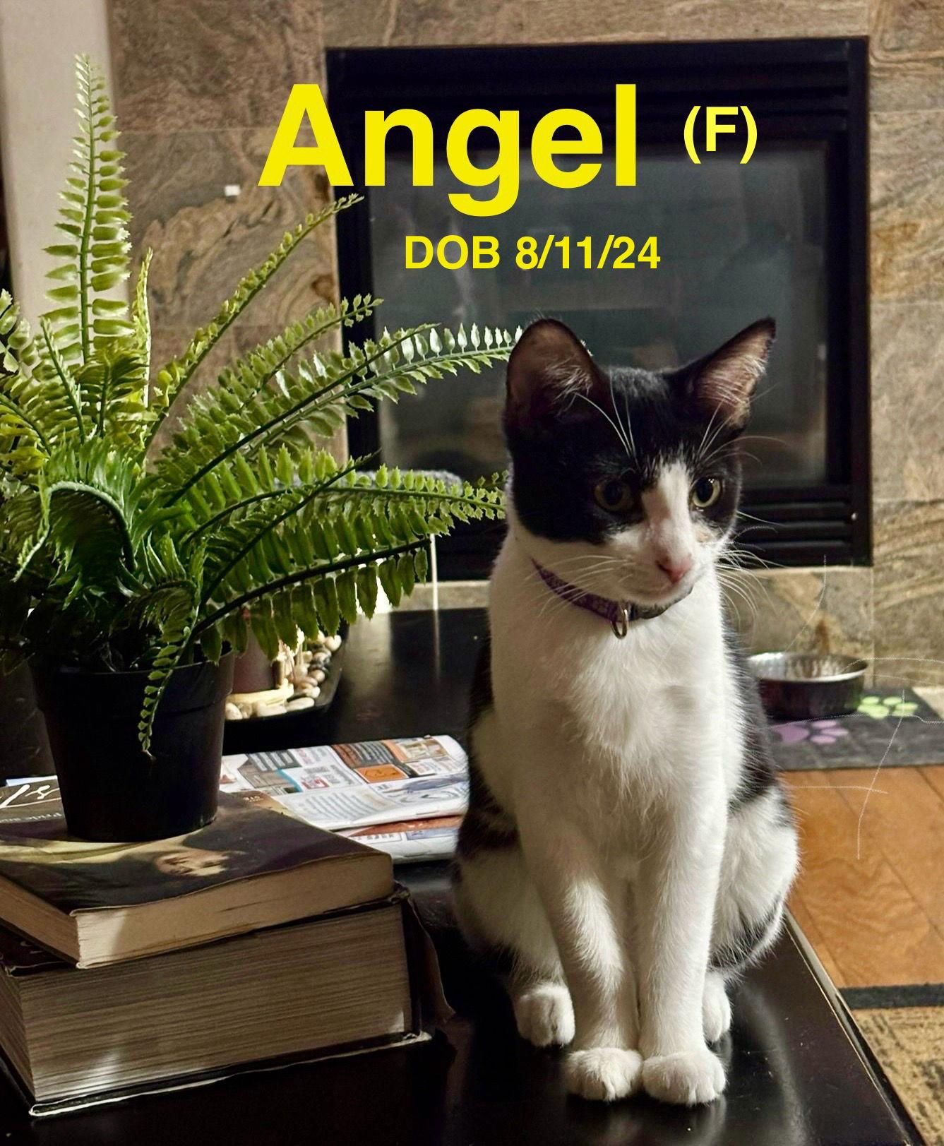 Angel, Adoptable, Kitten Female American Shorthair.