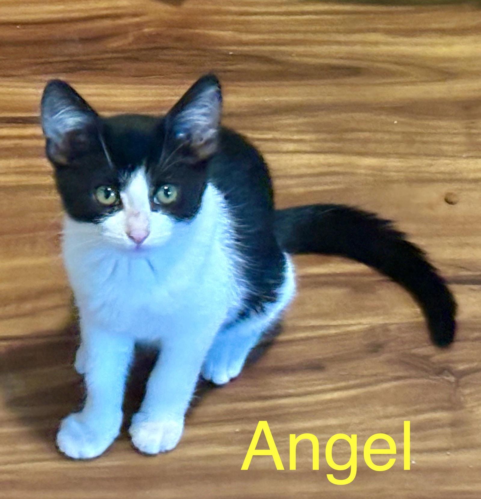 Enlarge Angel, a Adoptable American Shorthair in Vacaville, CA image 2/2